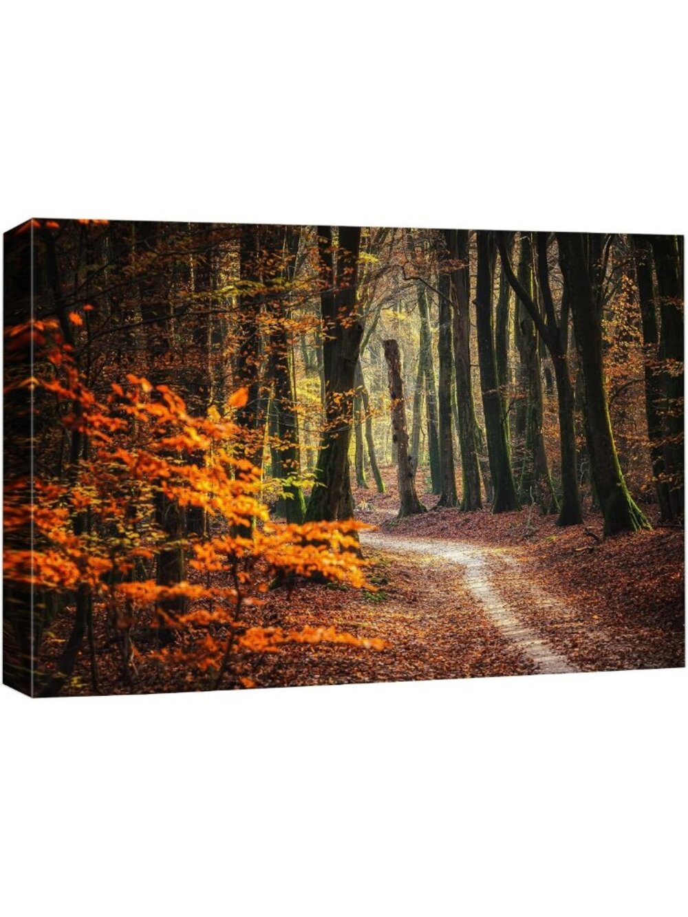 Autumn Canvas Wall Art - Colorful Orange Leaf Forest Nature Photography 24x36